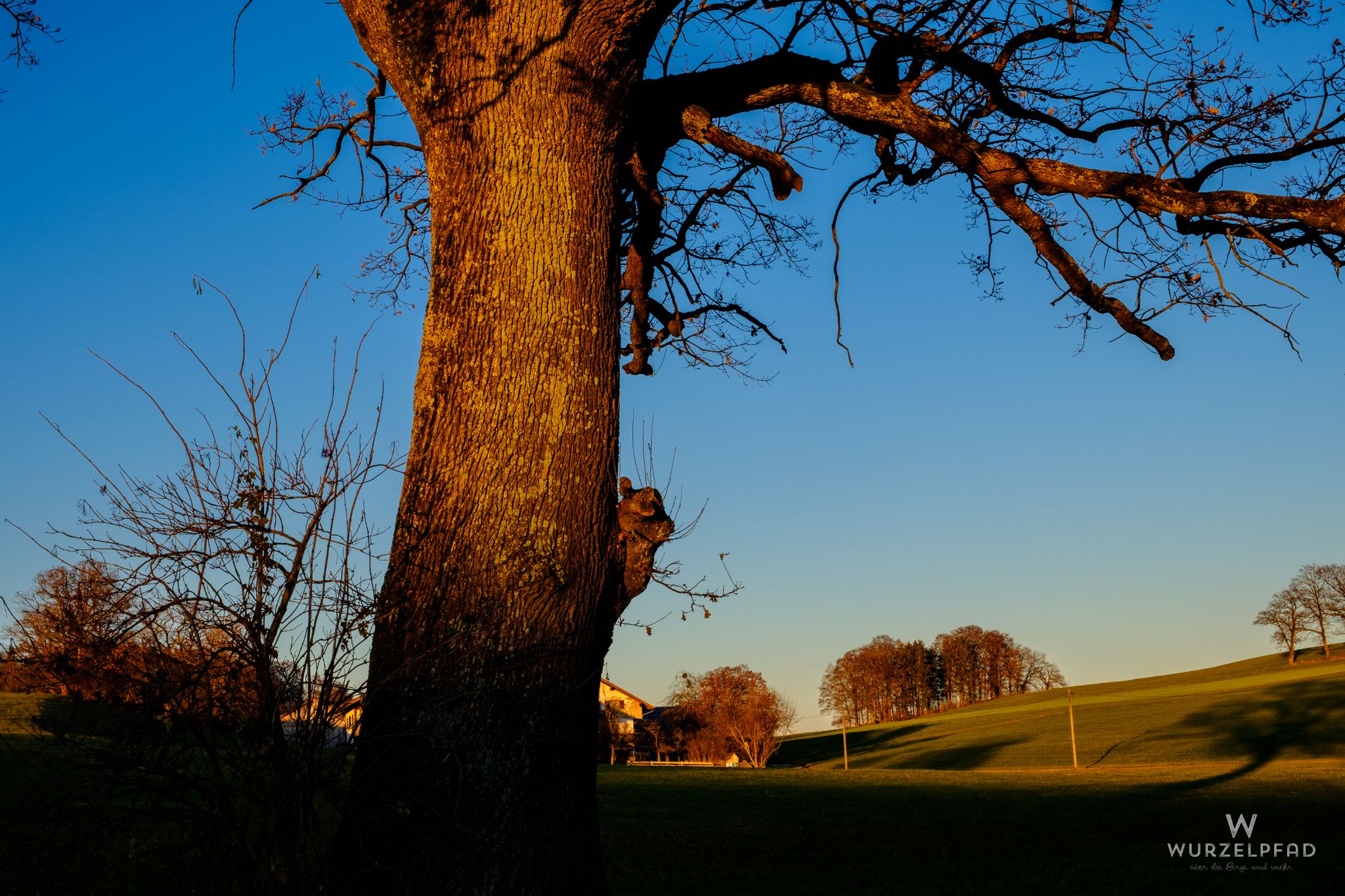 Baumstamm in der Abendsonne
